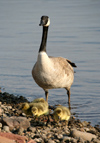 Canada - Ontario - goose with chicks - fauna - photo by R.Grove