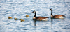 Canada - Ontario - geese family in the water - fauna - photo by R.Grove