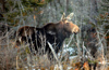 Canada - Ontario - Moose in spring - Alces alces - fauna - photo by R.Grove