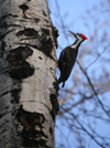 Canada - Ontario - Pileated Woodpecker on a tree - Log Cock - Dryocopus pileatus - fauna - photo by R.Grove