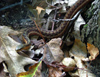 Canada - Ontario - garter snake in leaves - fauna - photo by R.Grove