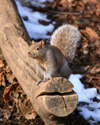 Canada - Ontario - North American red squirrel - Tamiasciurus hudsonicus - fauna - photo by R.Grove