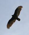 Canada - Ontario - Turkey Vulture in flight - Cathartes aura - fauna - photo by R.Grove