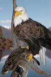 Northwest Territories, Canada: bald eagle with prey on perch - taxidermy - photo by Air West Coast