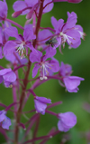 Canada / Kanada - Saskatchewan: Purple flowers - prairie - photo by M.Duffy