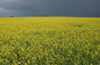 Canada / Kanada - Saskatchewan: stormy sky - canola field - agriculture - photo by M.Duffy