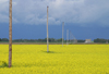 Canada / Kanada - Saskatchewan: power lines - canola fields - yellow flowers - photo by M.Duffy