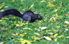 Toronto, Ontario, Canada: black squirrel - melanistic subgroup of the Sciurus carolinensis - Harbour Square Park - photo by M.Torres