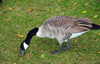 Toronto, Ontario, Canada: Canada Goose eating grass - Branta canadensis - Harbour Square Park - photo by M.Torres