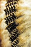 Winnipeg, Manitoba, Canada: Indian feather warbonnet - First Nation headgear - photo by M.Torres