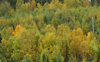 Canada / Kanada - Saskatchewan: beautiful fall colors in a scenic Northern Saskatchewan forest - photo by M.Duffy