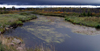 Canada / Kanada - Saskatchewan: in the marshes - photo by M.Duffy