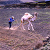 Lanzarote, Canaries: camel ploughing - agriculture in volcanic soil - photo by A.Bartel