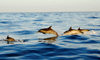Fogo island - Cape Verde / Cabo Verde: dolphins in the Cape Verde waters - photo by E.Petitalot