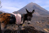 Fogo natural park, Fogo island - Cape Verde / Cabo Verde: donkey in front of Pico do Fogo volcano - photo by E.Petitalot