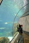 Catalonia - Barcelona: the Aquarium - dedicated to the Mediterranean - underwater tunnel - LAqurium de Barcelona - Moll dEspanya - photo by A.Dnieprowsky