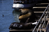 Valdivia, Los Ros, Chile: southern sea lions on dock stairs - Otaria flavescens  fauna - photo by C.Lovell