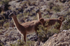 Atacama desert, Atacama region, Chile: the Guanaco are a wild relative of the llama and are seen here in the high altitude - Lama guanicoe  camelid - photo by C.Lovell