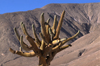 Atacama desert, Atacama region, Chile: this Candelabra Cactus grows in the extremely dry lower elevations of the Atacama desert of Northern Chile - photo by C.Lovell
