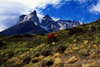 Torres del Paine National Park, Magallanes region, Chile: Cuernos Del Paine - the Horns of Paine and steppe vegetation - Chilean Patagonia - photo by C.Lovell