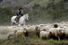 Aisn region, Chile: a Gaucho or South American cowboy herds sheep on horseback - Patagonia - photo by C.Lovell