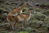 Torres del Paine National Park, Magallanes region, Chile: mating guanacos in the Patagonian steppe - Lama guanicoe copulating - photo by C.Lovell