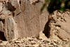 Chile - outside San Pedro de Atacama (Antofagasta region): petroglyph - lama - petroglifo - photo by N.Cabana