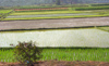 China - Hainan Island: rice fields (photo by G.Friedman)