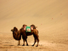 China - Dunhuang - Mingsha Mountain (Jiuquan, Gansu province): bactrian camel in the dunes - Camelus bactrianus - Central Asian fauna - photo by M.Samper