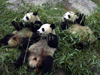 199 China - Chengdu (capital of the Sichuan province): Panda Breeding and Research Center - Pandas and bamboo (photo by M.Samper)