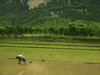 221 China - Yangshuo - (Guilin, Guangxi Province): peasant works on a rice field (photo by M.Samper)