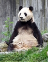 China - Sichuan Province: Giant panda / Ailuropoda melanoleuca - Wolong Scientific Center for Panda Research and Preservation, in the mountains near Chengdu - pandas - Sichuan Giant Panda Sanctuaries - UNESCO world heritage site (photo by  G.Frysinger)