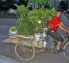 China - Sichuan Province: Chengdu: mobile garden(photo by  G.Frysinger)