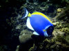 Christmas Island - Underwater photography - Powder Blue Tang (photo by B.Cain)