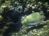 Christmas Island - Underwater photography - Striped Tang (photo by B.Cain)