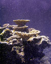 Christmas Island - Underwater photography - Coral Head with particulate backscatter (photo by B.Cain)