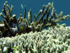 Christmas Island - Underwater photography - Damselfish and Staghorn Coral (photo by B.Cain)
