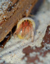 28 Christmas Island: Hermit Crab & drift wood (photo by B.Cain)