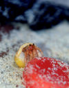 29 Christmas Island: Hermit Crab & piece of flotsam (photo by B.Cain)