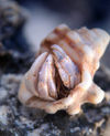 30 Christmas Island: Hermit Crab peeking out (photo by B.Cain)