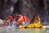 34 Christmas Island: Red Crab being splashed by waterfall (photo by B.Cain)