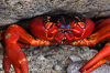 35 Christmas Island: Red Crab close-up near coast (photo by B.Cain)