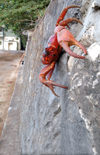 39 Christmas Island: Red Crab scaling wall near Settlement - Gecarcoidea natalis (photo by B.Cain)