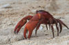 40 Christmas Island: Red Crab scurrying on beach (photo by B.Cain)