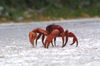 41 Christmas Island: Red Crab walking on road (photo by B.Cain)