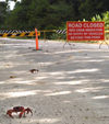 42 Christmas Island: Red Crabs & road closed sign (photo by B.Cain)