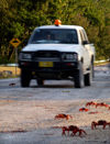 43 Christmas Island: Red Crabs crossing road & moving car (photo by B.Cain)