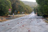 44 Christmas Island: Red Crabs crossing road & pedestrian (photo by B.Cain)