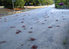 45 Christmas Island: Red Crabs crossing road & road kill victims (photo by B.Cain)