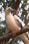 47 Christmas Island: Red Footed Boobie in tree - Christmas Island National Park (photo by B.Cain)